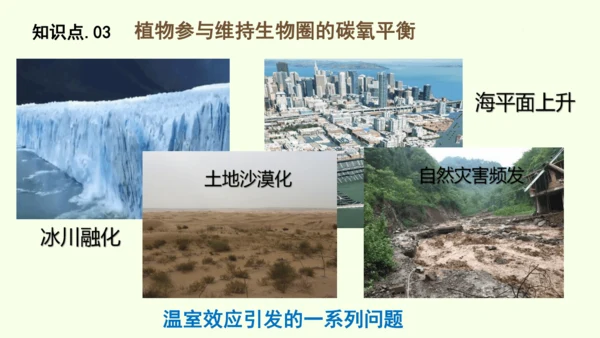 3.2.4植物在自然界中的作用-七年级生物下学期同步精品课件（2024人教版）(共27张PPT)