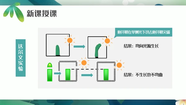 植物生长素的发现生物课件通用PPT模板