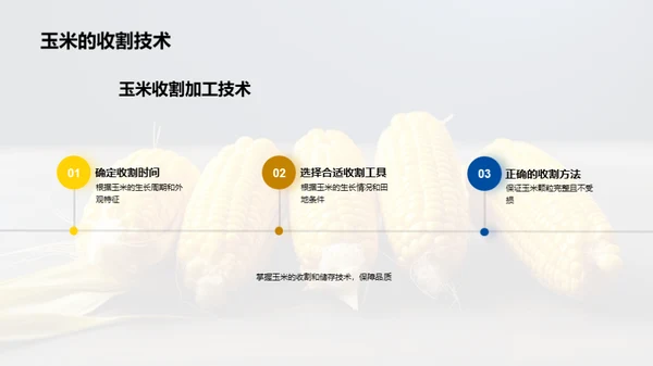 玉米种植技术指南