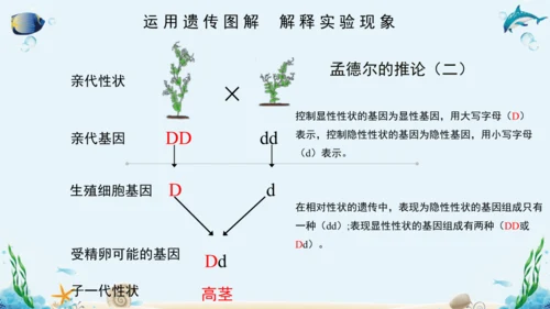 人教版八年级下册生物复习课件