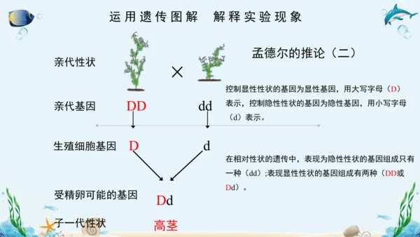 人教版八年级下册生物复习课件