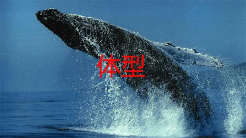 统编版语文五年级上册第五单元 习作例文《鲸》《风向袋的制作》 课件