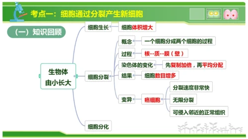 第三章从细胞到生物体（串讲课件）-七年级生物上学期期中考点大串讲（人教版2024）(共40张PPT)