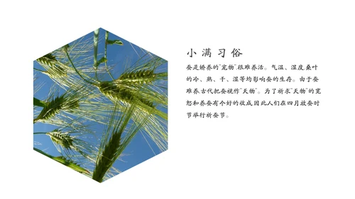 金色麦穗丰收的稻谷小满通用PPT模板