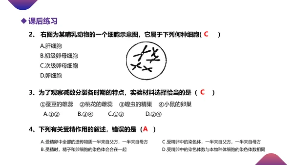 初高中生物课减数分裂作用PPT教学课件