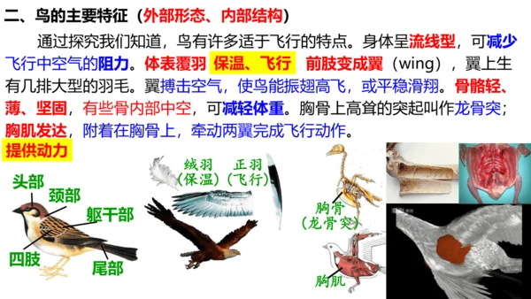 人教版生物八年级上册5.1.6《鸟》课件(共17张PPT)