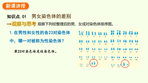 7.2.4人的性别遗传-八年级生物人教版下学期同步精品课件(共28张PPT)