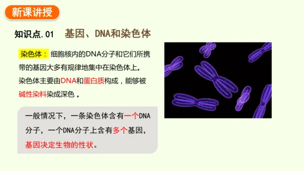 7.2.2基因在亲子代间的传递-八年级生物人教版下学期同步精品课件(共24张PPT)