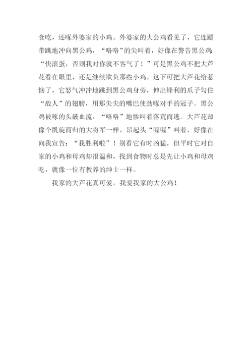 大公鸡作文400字.docx