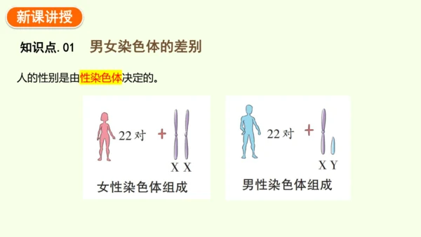 7.2.4人的性别遗传-八年级生物人教版下学期同步精品课件(共28张PPT)
