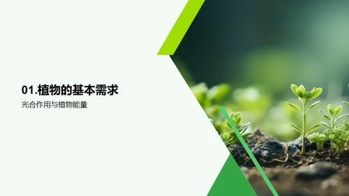 植物奥秘：生命之源