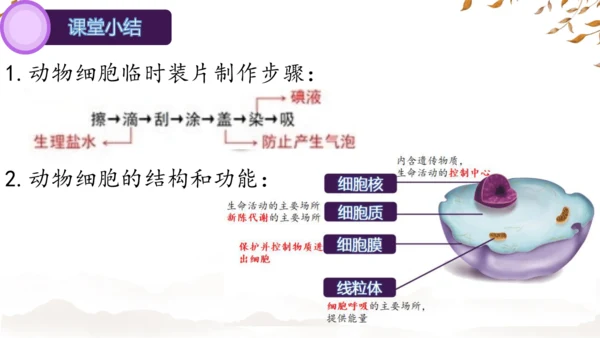 人教版（2024）七年级上册1.2.3动物细胞 课件(共27张PPT)