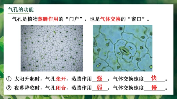 3.3  绿色植物与生物圈的水循环 课件-2023-2024学年人教版生物七年级上册(共23张PPT