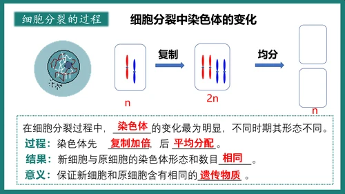 第一单元第三章从细胞到生物体（复习课件）-七年级生物上册同步教学精制课件（人教版2024）(共44张