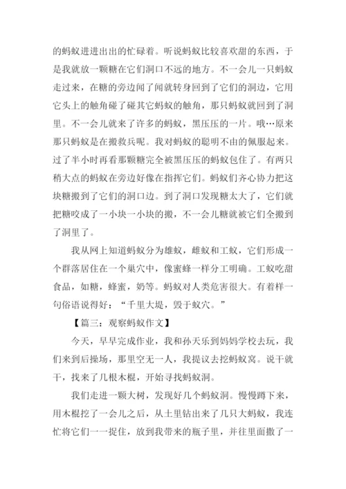 三年级作文观察蚂蚁.docx