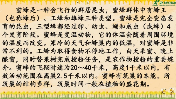 14《蜜蜂》课件