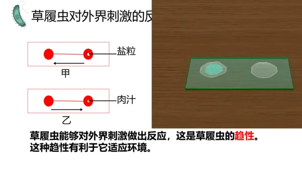 人教版生物七年级上册1.3.4 单细胞生物 教学课件（共22张ppt）+视频素材