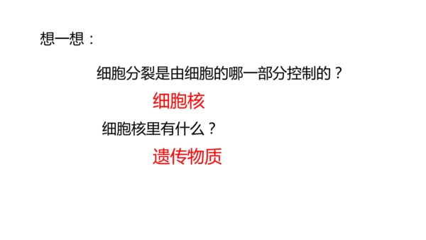 人教版（2024）七年级上册1.3.1细胞通过分裂产生新细胞 课件(共19张PPT)