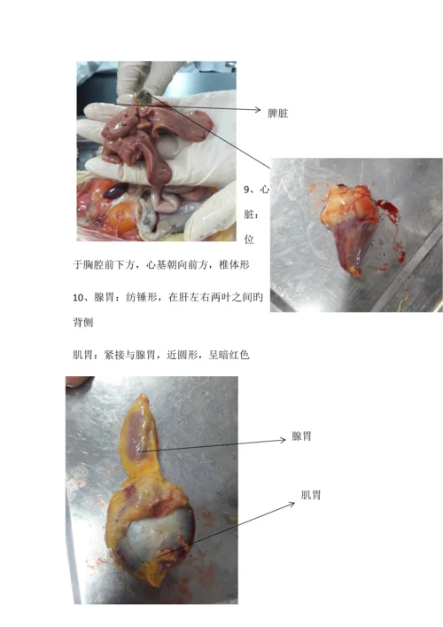 2023年鸡的解剖实验报告.docx