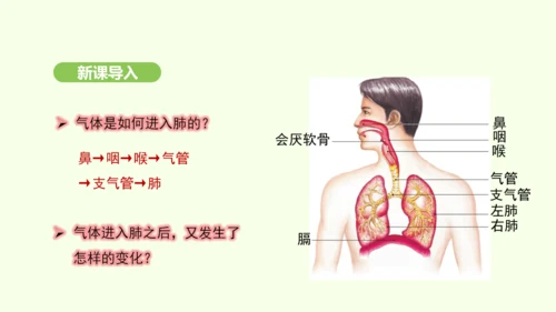 第四单元-第三章-第二节-发生在肺内的气体交换（第1课时）课件-2024-2025学年七年级生物下学