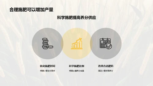 小麦种植科技解读