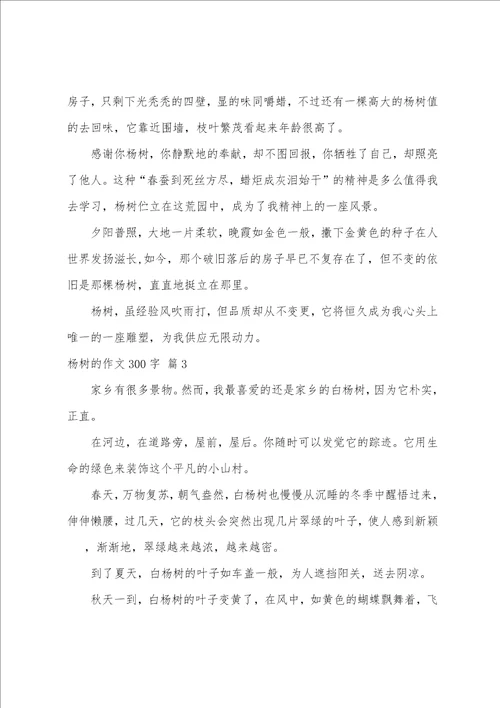 杨树的作文300字