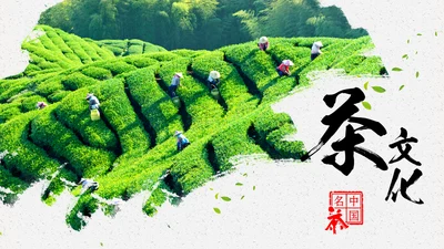 唯美绿色茶园茶文化品茶论道PPT模板