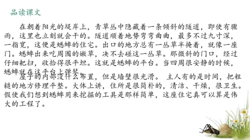 11 蟋蟀的住宅（课件）