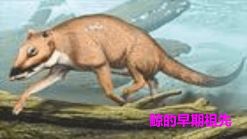 统编版语文五年级上册第五单元 习作例文《鲸》《风向袋的制作》 课件