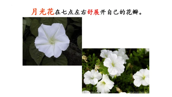 13《花钟》（课件）