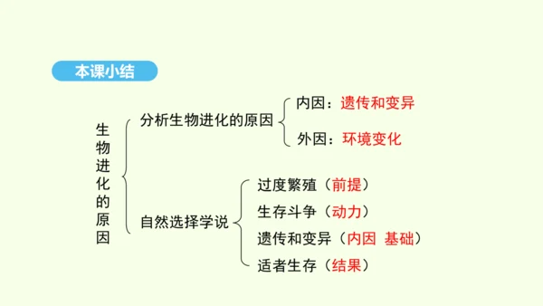 7.3.3生物进化的原因课件-人教版生物八年级下册(共37张PPT)