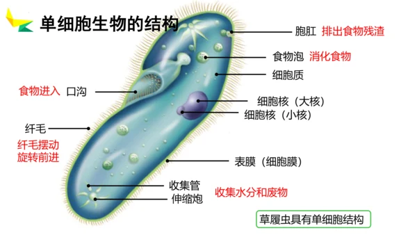 2.2.4 单细胞生物-2023-2024学年七年级生物上册优质教学课件（人教版）(共20张PPT)