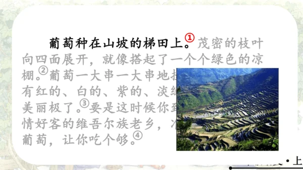 11 葡萄沟   公开课   课件