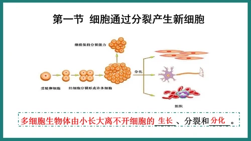 第一单元第三章从细胞到生物体（复习课件）-七年级生物上册同步教学精制课件（人教版2024）(共44张