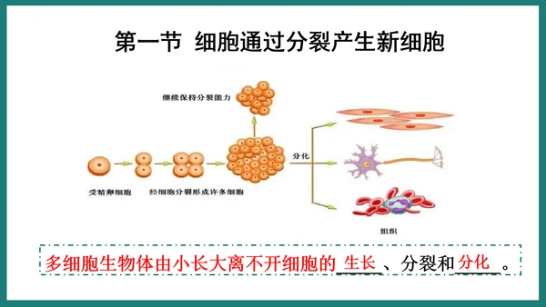 第一单元第三章从细胞到生物体（复习课件）-七年级生物上册同步教学精制课件（人教版2024）(共44张