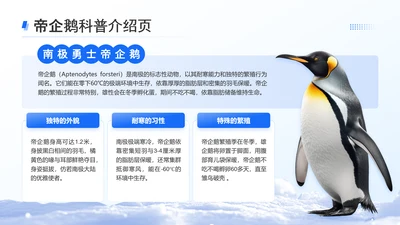 蓝色简约风帝企鹅科普介绍页