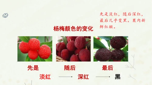 统编版三上第五单元 习作例文：我爱故乡的杨梅   课件