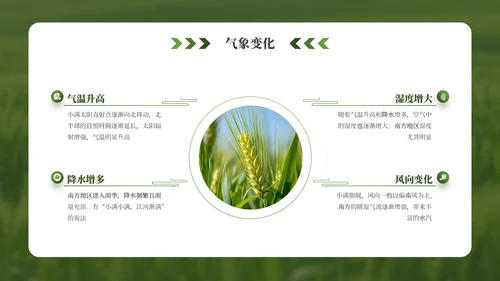 绿色小满节气介绍通用模板