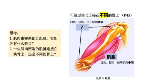 人教版生物八年级上册5.2.1 动物的运动 课件(共34张PPT)+视频素材