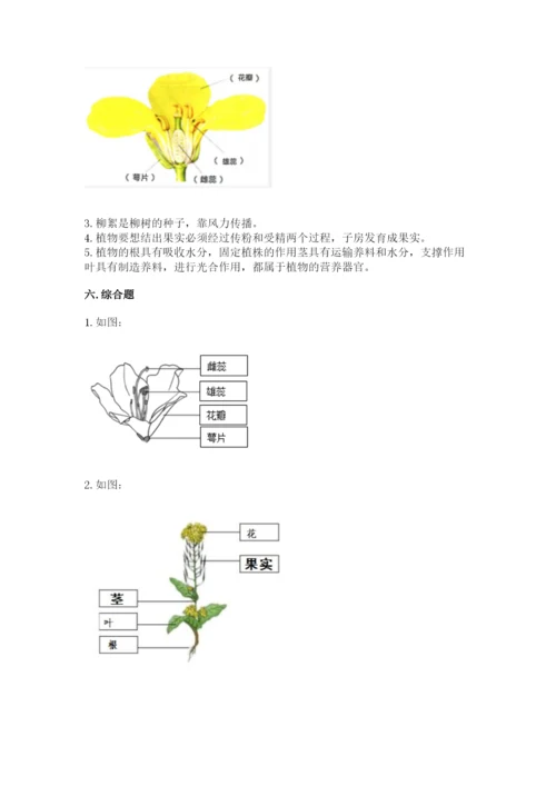 教科版四年级下册科学第一单元《植物的生长变化》测试卷及答案【全优】.docx