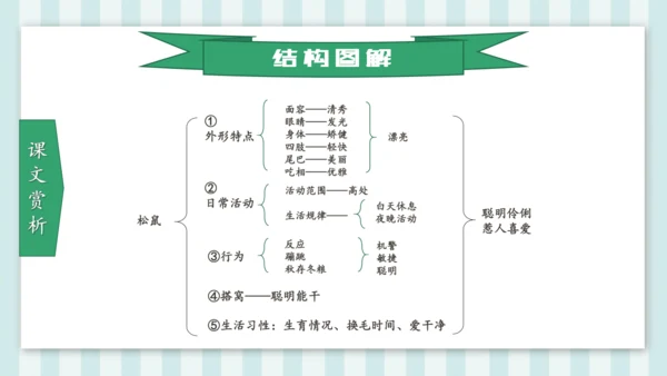 统编版五年级语文上册第17课《松鼠》教学课件