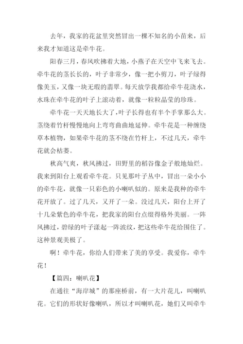 喇叭花的作文400字.docx