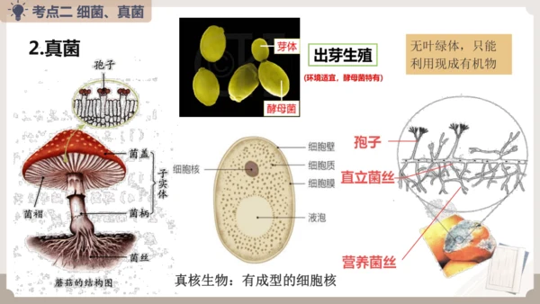 人教版生物八年级上册2.3 细菌、真菌和病毒 本章复习课件(共23张PPT)+视频素材
