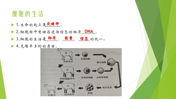 人教版生物七年级上册期中复习课件(共19张PPT)