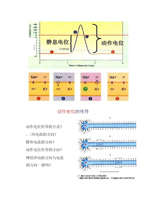 生物：《神经系统的结构和功能》(二)