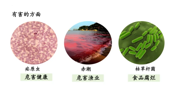 人教版七年级生物上册（2024）1.3.4 单细胞生物 课件(共22张PPT)+视频素材