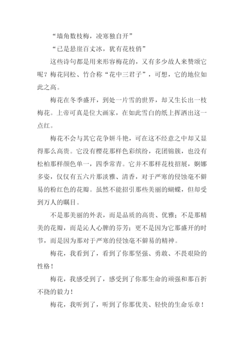 梅花的作文550字.docx