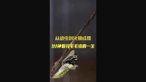 22《小毛虫》课件
