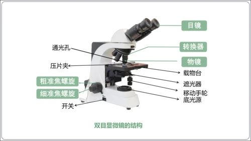 1.1&1.2 认识生物和细胞（复习课件）【2024人教新版七上生物高效完全备课】(共44张PPT)