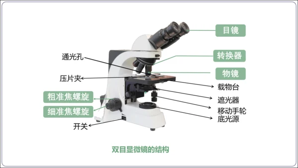 1.1&1.2 认识生物和细胞（复习课件）【2024人教新版七上生物高效完全备课】(共44张PPT)